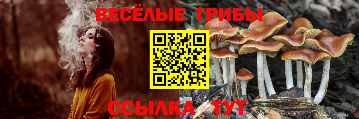 Галлюциногенные грибы Psilocybine cubensis  Галлюциногенные грибы Psilocybine cubensis  Улан-Удэ  Вход с VPN 